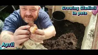 Growing Gladioli in Pots in Northern Ireland