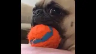 Pug Reaction