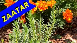 ZAATAR PLANTS - The Different Types of (Herb Varieties)