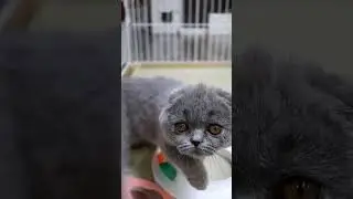Choose your own purring star 😻😻