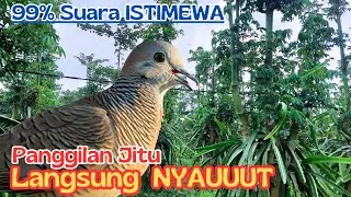 PERKUTUT LOKAL GACOR Raja Pikat Ahlinya Bikin Semua Burung Perkutut MAKIN GACOR
