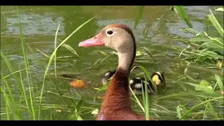 Madre pijije (Dendrocygna autumnalis) con sus patitos en Villahermosa, Tabasco.