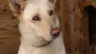 El can de palleiro traspasa fronteras.