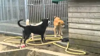 www.dierenadopties.nl