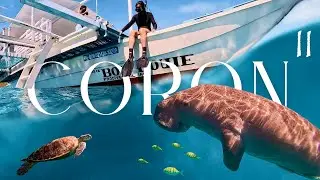 Coron pt.2 Дайвинг с дюгонями и черепахами