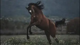 A minibreyercollector_99 original video: happy horse acres barn tour 