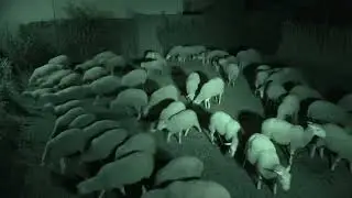 Caught on Cam: 50+ Sheep Invade Backyard in Midnight Grass Raid#sheepinvasion #nightcrimecaught