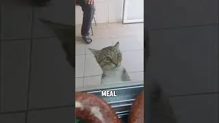 &ldquo;The story of the butcher and stray cat&rdquo;#cat #youtubeshorts #foryou #fyp #animals