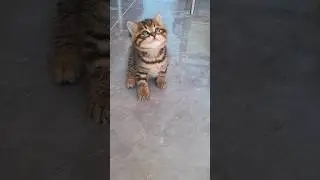 Cuteeee kitten #catvideo #cat #kitten