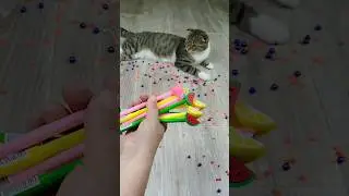 Cat Barsik 🖍🍉 Beads 🔴 Reverse Video #cat #reversevideo #marblerunandmore