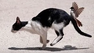 What can possibly BE FUNNIER than THESE AMAZING ANIMALS? - Funny ANIMAL compilation