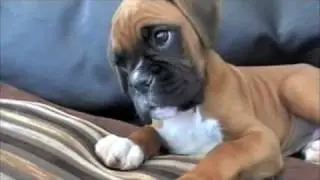 Confused Boxer Puppy