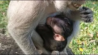 They're really gorgeous tiny baby monkey daily activity - Wildlife Video