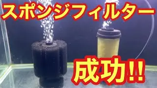 半年以上‼︎スポンジフィルターで金魚飼育成功‼︎