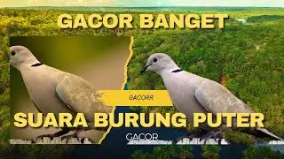 Suara burung perkutut gacor