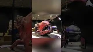 How Big Are Anglerfish? The True Size of Anglerfish in the Wild