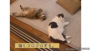 日曜ねこ劇場/Sunday Cat Theater12/21
