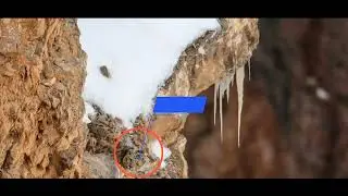 An hidden leopard 🐆||MR2K facts