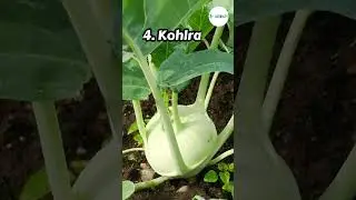 Bad Companion Plants for Zucchini #farming #herbgarden #shorts