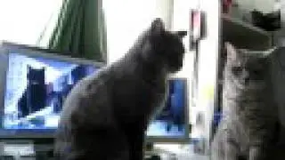 Cute Cats playing Patty Cake! THE ORIGINAL!