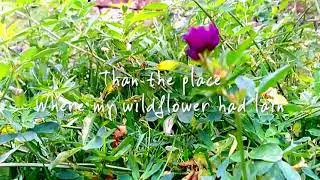The Hatchetations - Wildflower (Official Lyric Video)