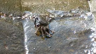 Cum mananca Crabul de tarm
