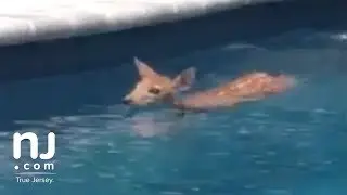 Deer goes for a swim in family pool