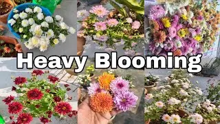 కొమ్మలు మోయలేనన్ని పూలు🌼 nextyearకిఎలాsaveచేయాలి?#trending #gardening #flowergarden 