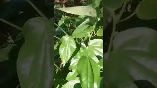 The pepper elder leaf, put it on the jerk pork #jamaica