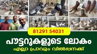 പൗട്ടറുകളുടെ ലോകം || എല്ലാ പ്രാവും വിൽപ്പനക്ക്