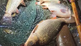 രാത്രി വേട്ട part 1 🥰#fishing 