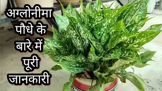 एगलोनीमा पौधे के बारे में सम्पूर्ण जानकारी Complete information about Aglaonema plant.