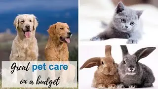 Pet Care on a Budget: 5 Top Tips to Save, While Still Giving Your Pet Excellent Care