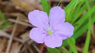 Wild Petunia