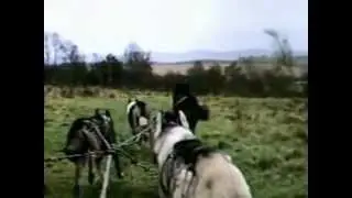 6-Dog Siberian Husky Sled Dog Team Training with Highland Cattle