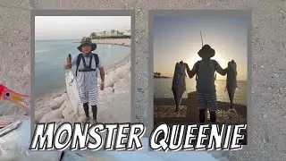 Episode 26: My First 2 Monster Queenie Landed Inshore Using 35g Popper