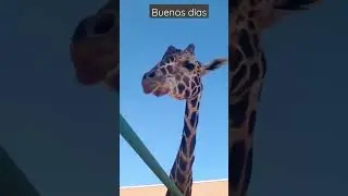 Centro Ecologico Xenpal, Tito la jirafa