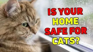 10 Everyday Things in Your Home That Could Be Putting Your Cat&rsquo;s Life at Risk!