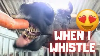 What Happens When I Whistle? They Go Crazy for Carrots!! | Playing With a Stick 😄 | Friesian Horses