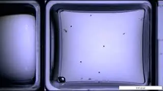Probopyrus pandalicola (isopod parasite) infecting Acartia tonsa (calanoid copepod)