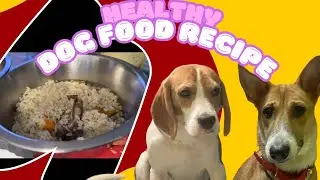 Healthy Dog Food Recipe,Female Dog Heat Cycle Day 5 Separation