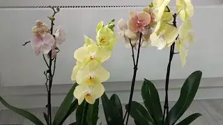Первый уход за орхидеями после покупки ✅ First orchid care after purchase