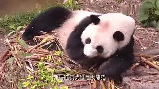 The beautiful male giant panda who returned from overseas is called Meilan 16