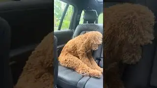 What happens at doggy daycare, stays at doggy daycare 😂💤
