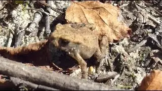 Common Toad - Bufo bufo - Hn&uacute;&eth;karta  - Froskar - Sm&aacute;d&yacute;r