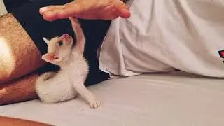 Sonic The Survivor (Rescue Kitten at 2 weeks!)