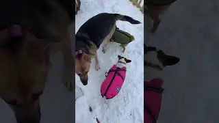 After the dogs finished eating the chicken, let the four dogs out into the backyard to play.