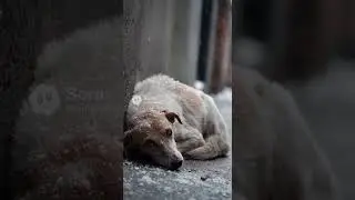 Poor Dog Needed Help! #puppy #cute