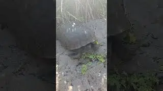 Gopher tortoise (female) 