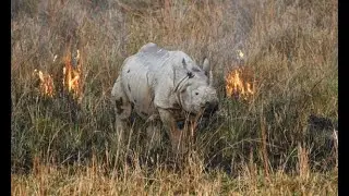 La faune mondiale s'effondre de plus des deux tiers en 50 ans:
